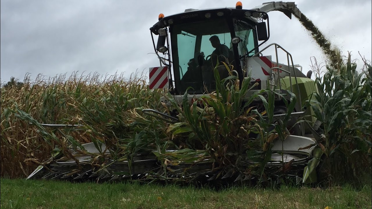 Mais Hakselen in Schriek met landbouwwerken volckaerts met claas Jaguar 950