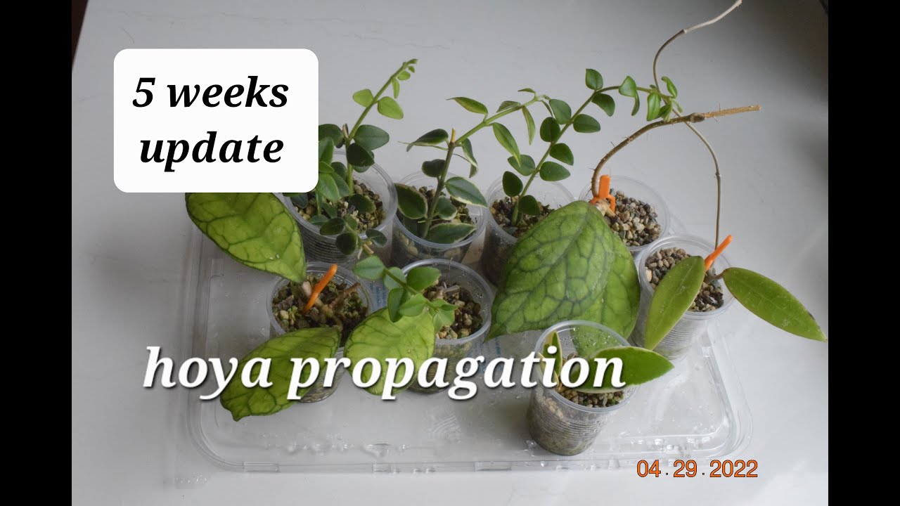#9 - propagate hoya in pons, propagation, plant diary