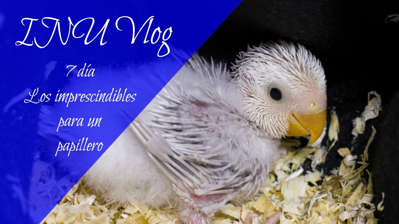 INU Vlog 07 - Imprescindibles para tener un papillero (Agapornis roseicollis)