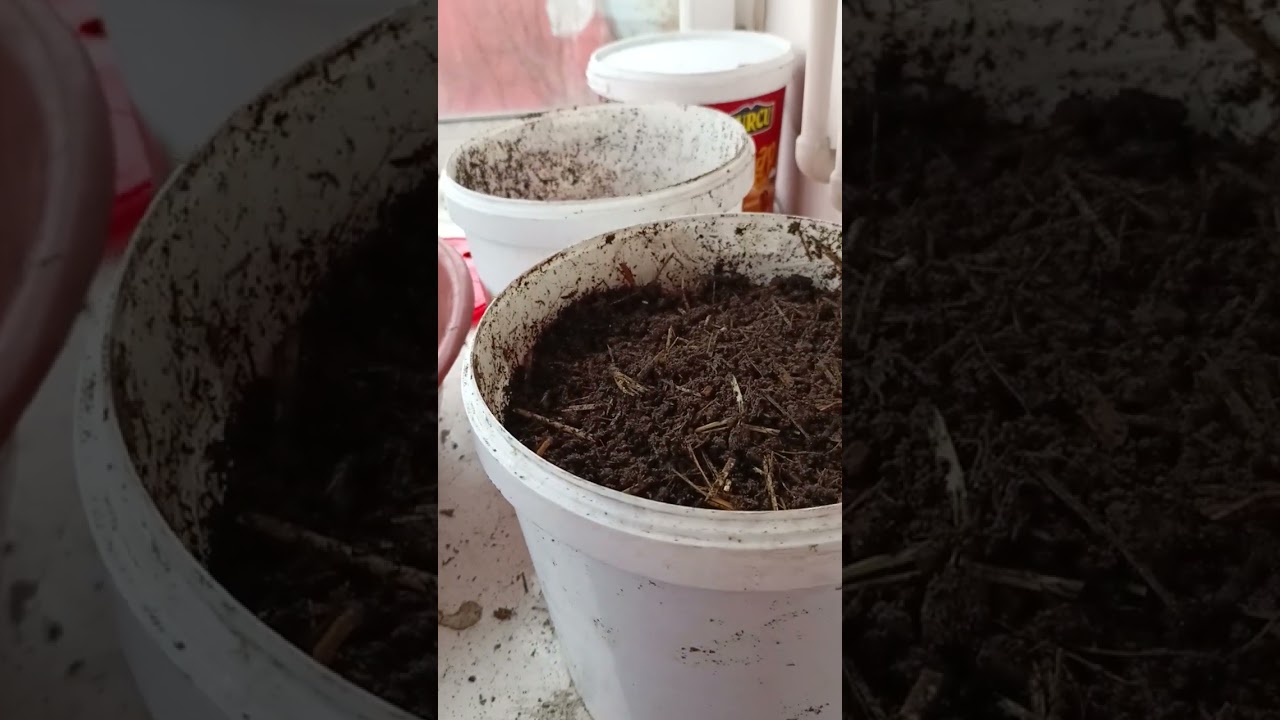 Balkon bahçeciliği(Balcony gardening) #balkonbahçe #Balcony gardening
