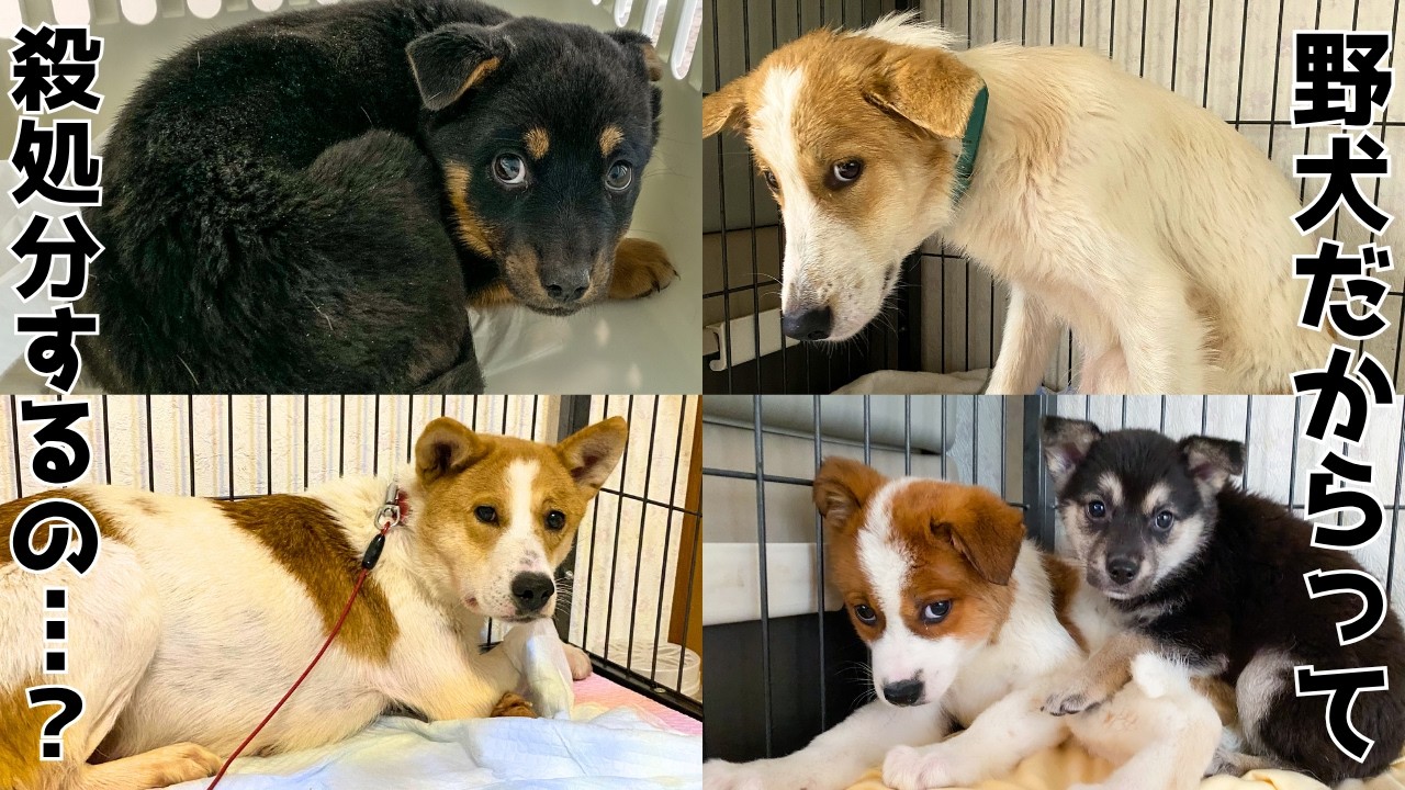 【心を開く元野犬】保護犬たちの変化まとめ
