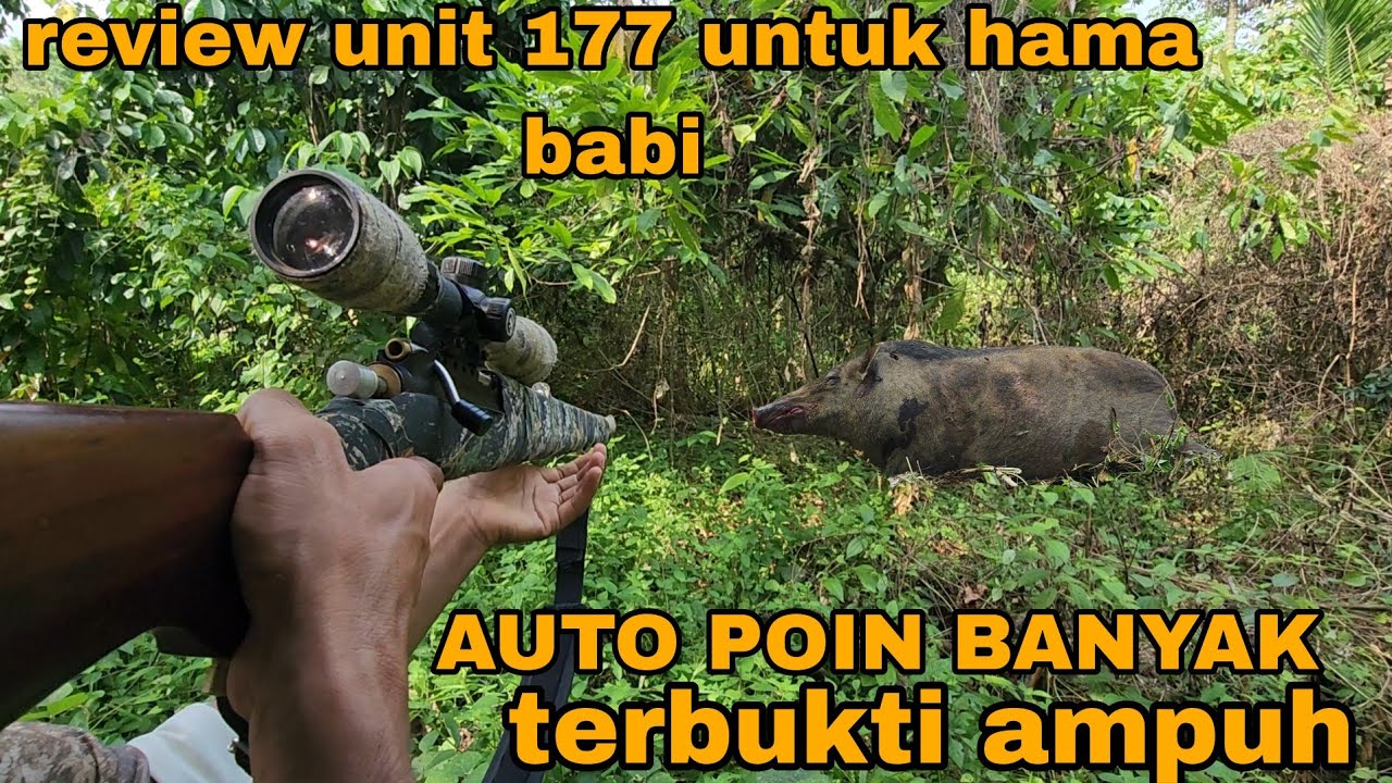 INI DIA JAWABANNYA_4,5MM/177 PALING AMPUH UNTUK HAMA 4 KAKI
