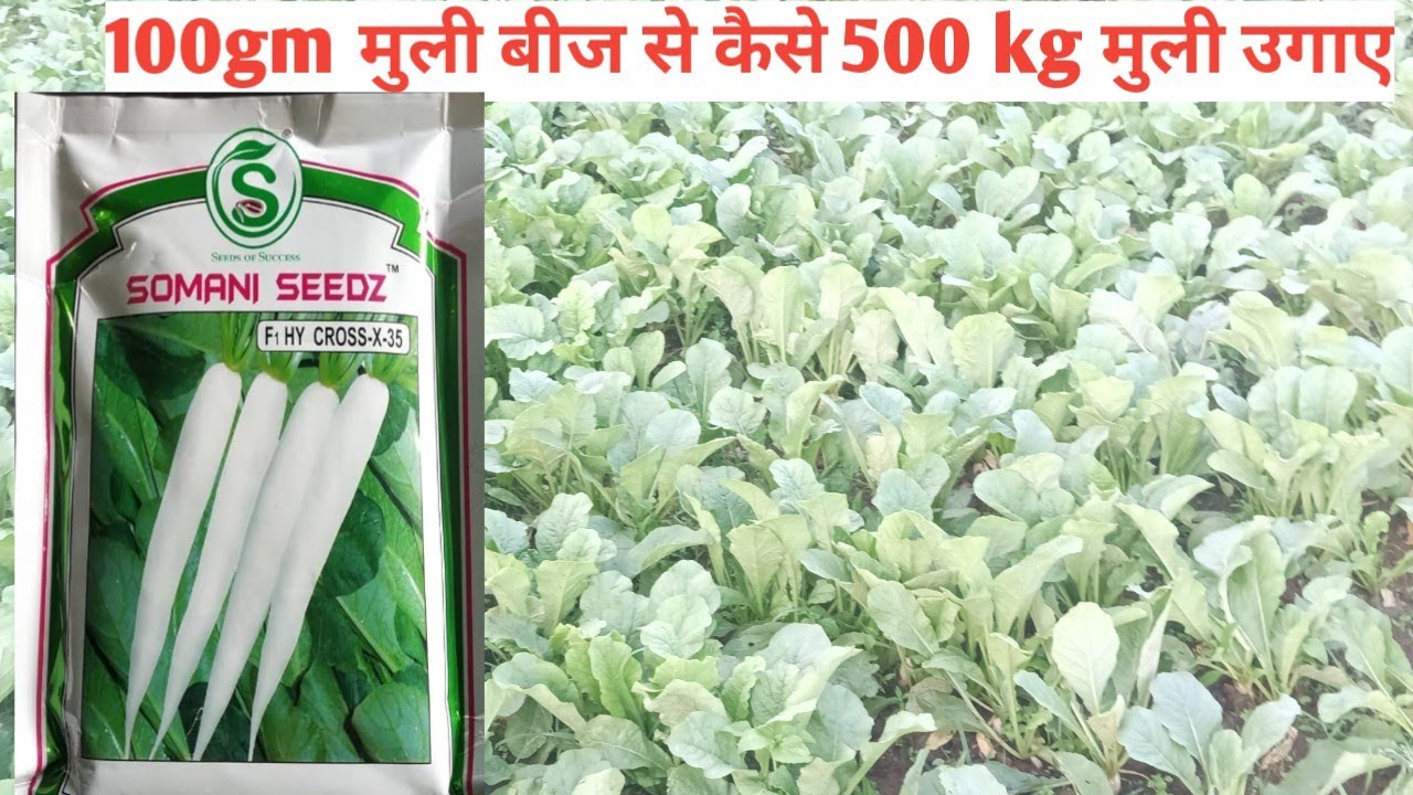 30 दिन मे मुली उगाए ( radish farming  A to Z)