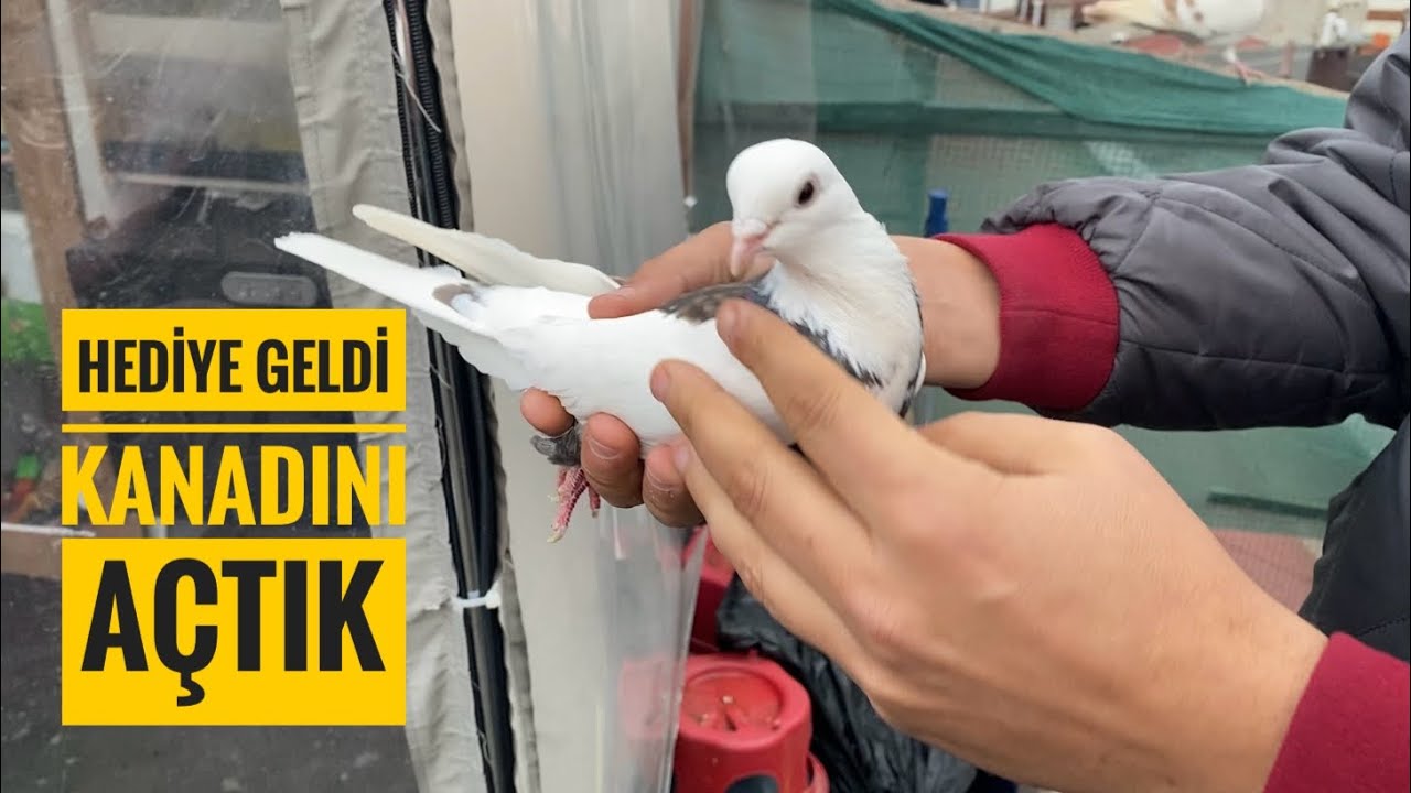 ESENLERDEN GELEN ORİK KUŞUNUN KANADINI AÇTIK UÇURDUK