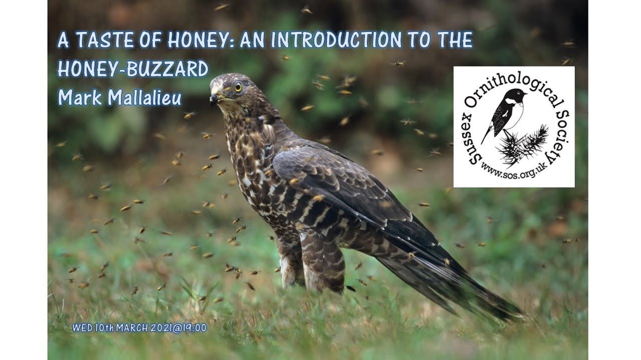 A taste of honey: an introduction to the Honey-buzzard