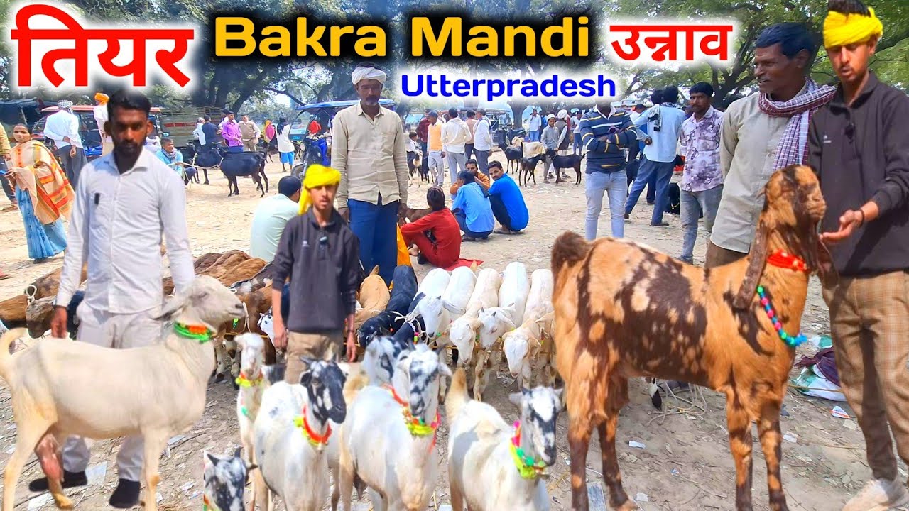बुधवार तियर बकरा मंडी |18 Feb 26 |Tiyar Bakra Mandi Unnao up live Update |Bakra Mandi 2026