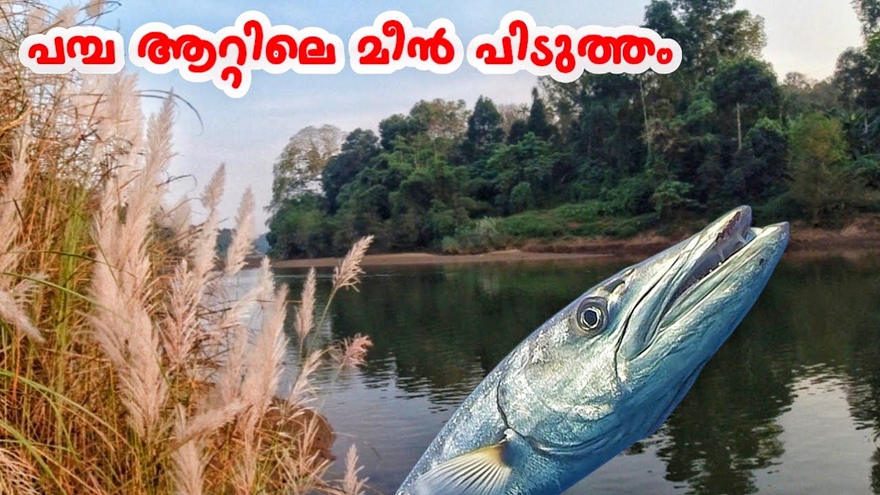 പമ്പ ആറ്റിൽ വൈകുന്നേരം ഉള്ള മീൻ പിടുത്തം | Kerala River Fishing |Pamba River Fishing