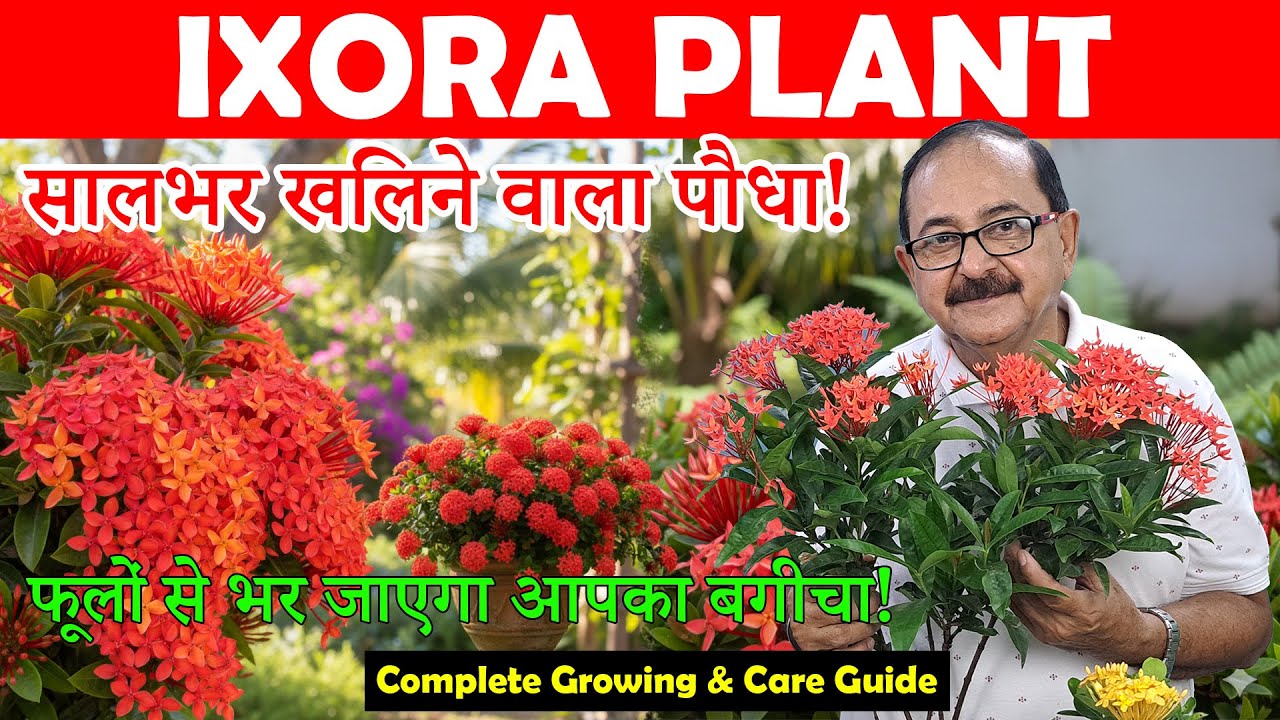 Ixora Plant – Easy Tips for Maximum Flowers! Ixora Plant Full Guide I Ixora flower plant!