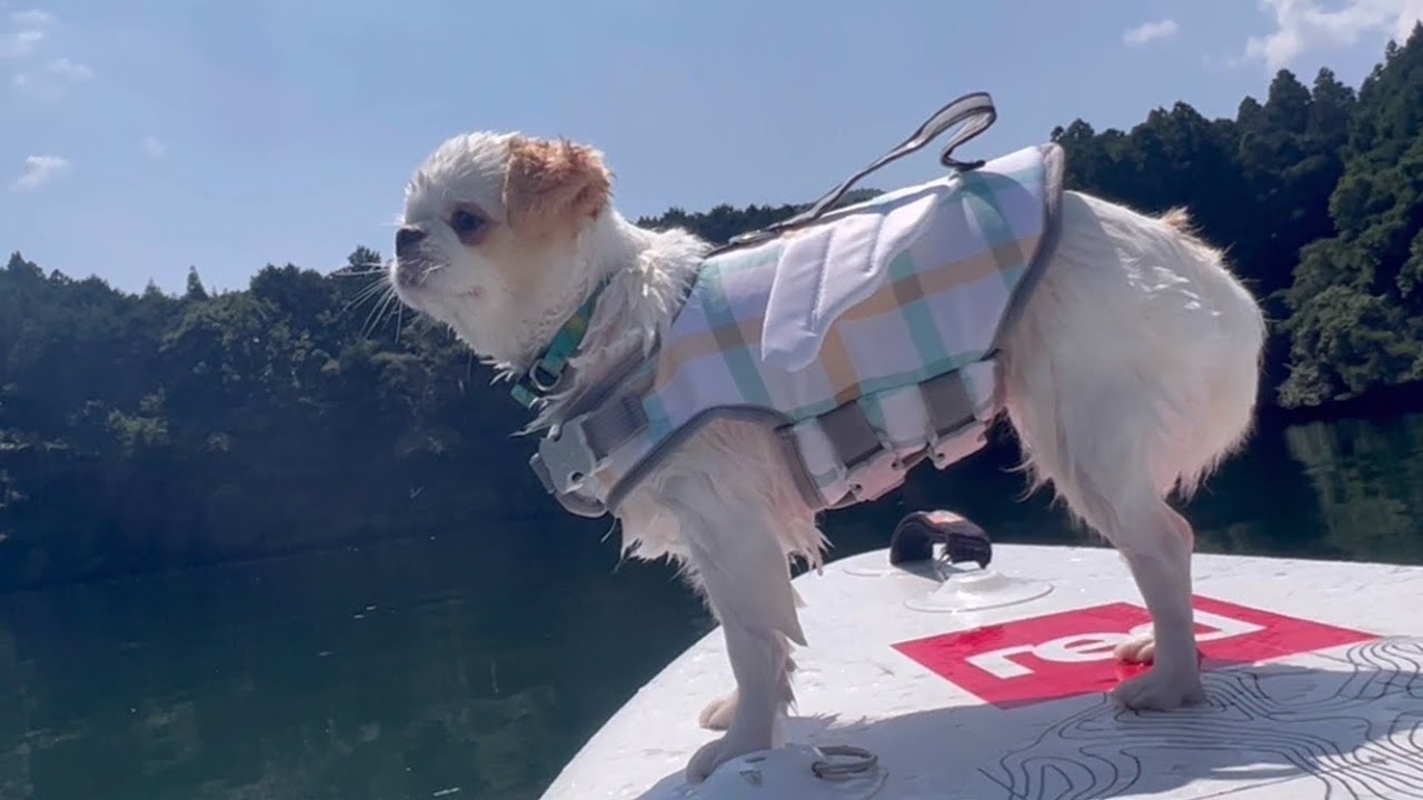 SUP体験してきたにょ