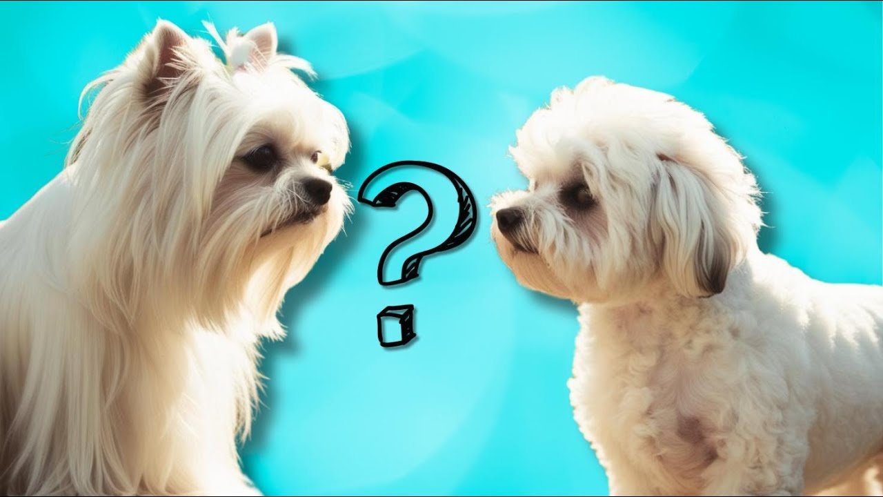 Bichon frise or Maltese