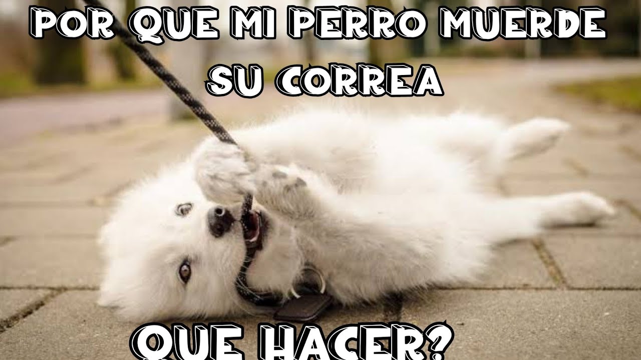 Que hacer si mi PERRO MUERDE la correa al CAMINAR.🐕‍🦺