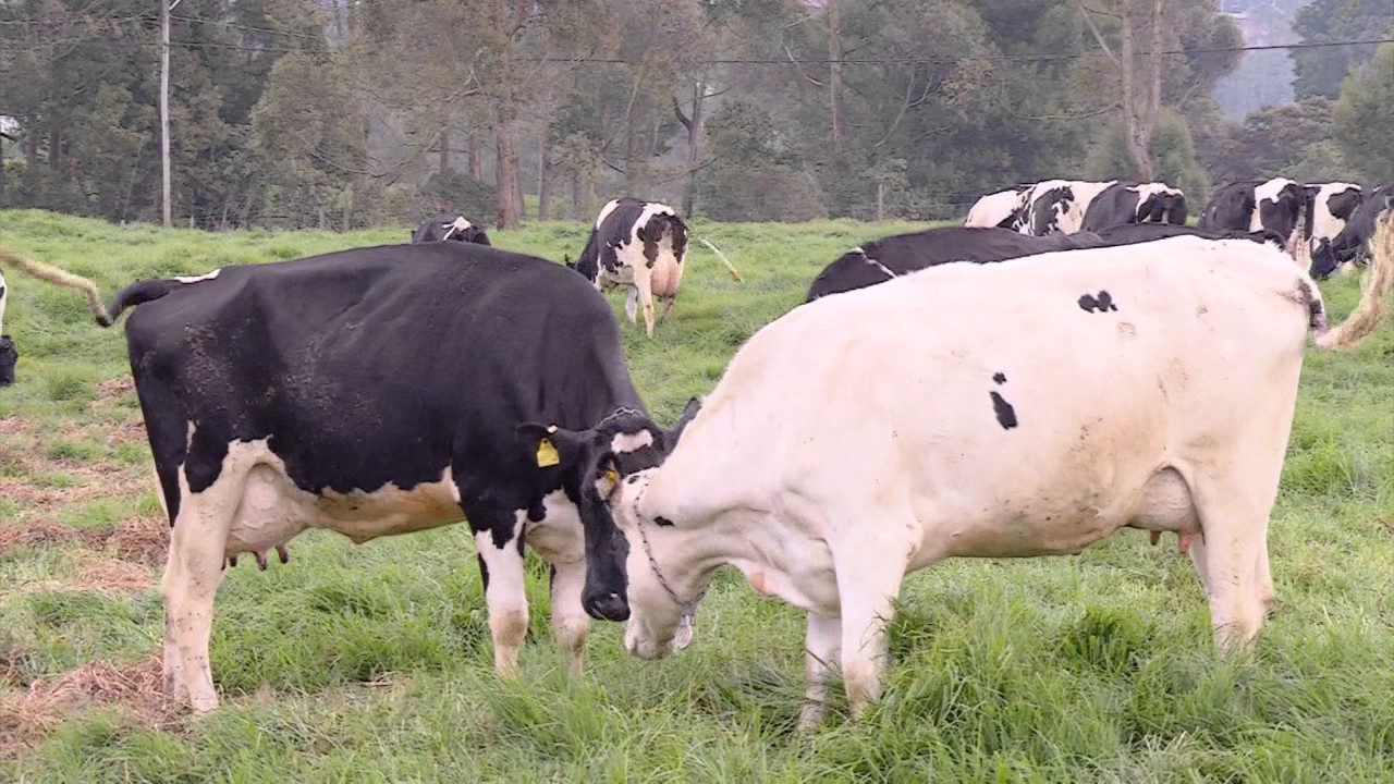 Conozca en La Finca de Hoy las ventajas y desventajas del ganado holstein