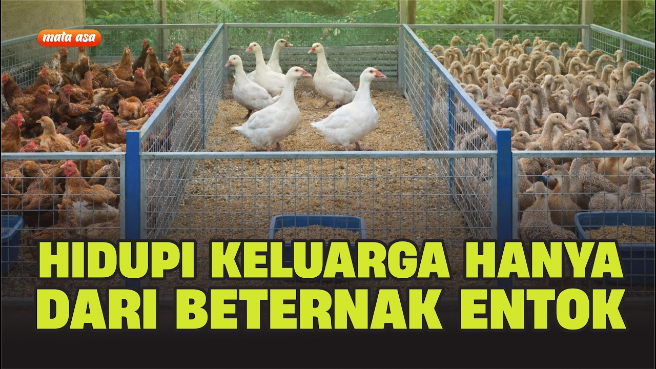 Hidupi Keluarga Hanya dari Beternak ENTOK
