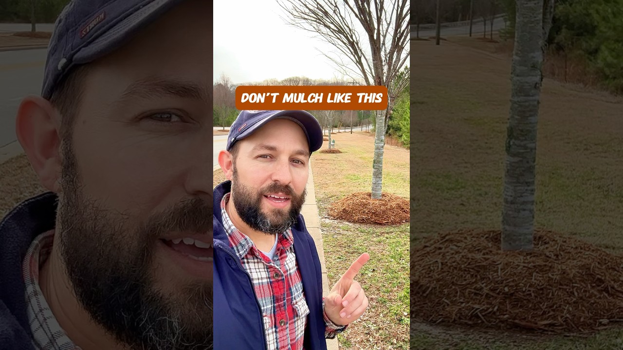 Don&rsquo;t mulch your trees like this #shorts #mulching #fruittrees #landscaping #mulch