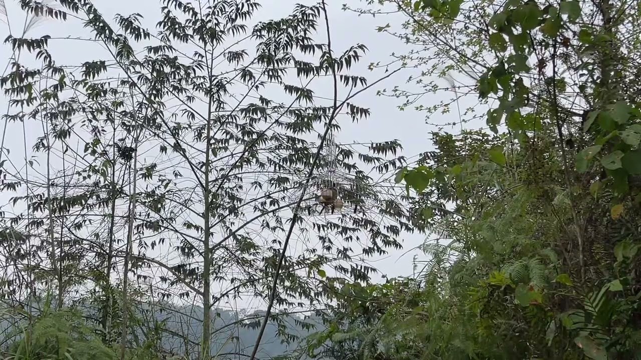 Ch&agrave;o M&agrave;o mồi gọi bầy.
