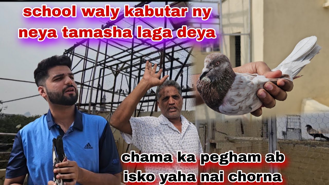 School waly kabutar ny neya tamasha laga deya phr wapis chala gaya🤬chama ab isko ni chorna
