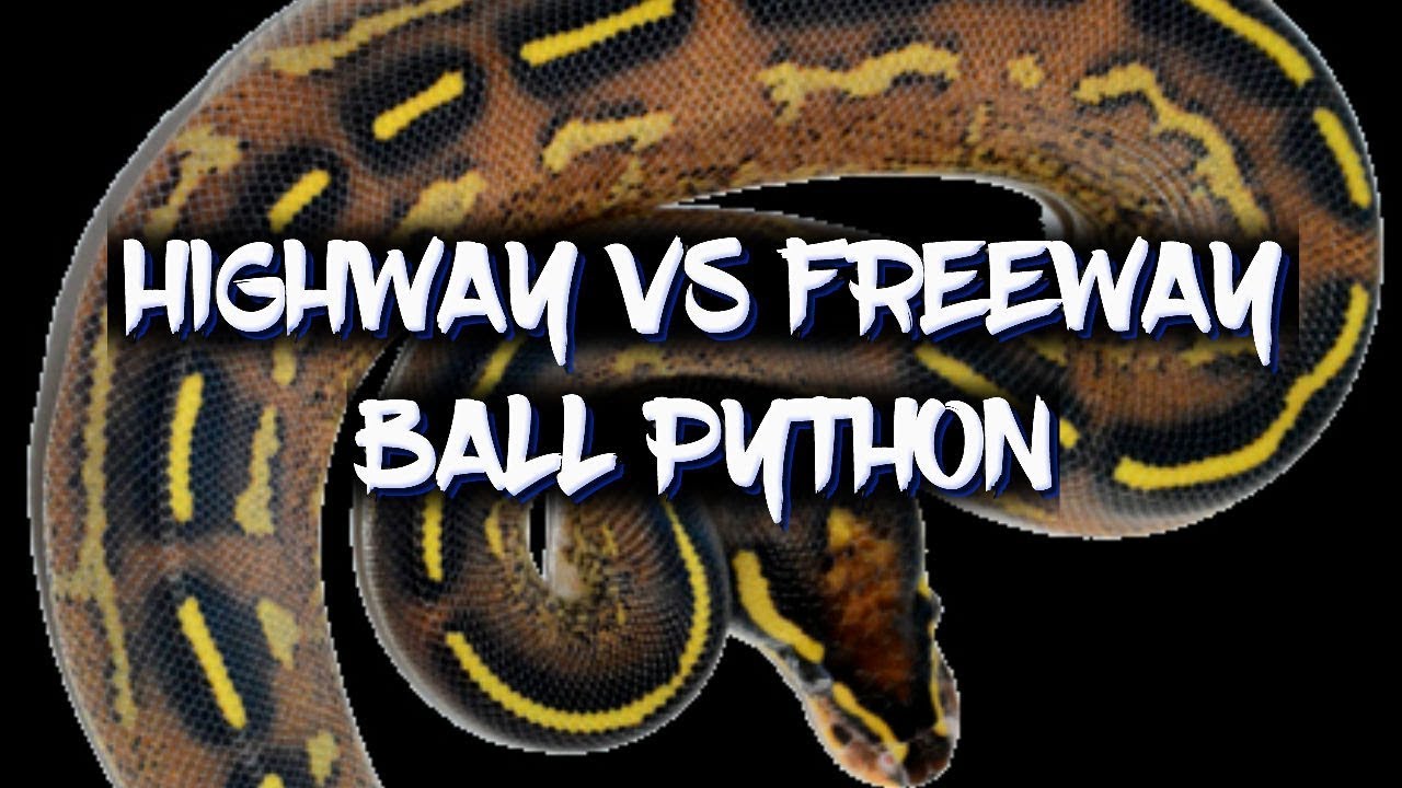 Highway and Freeway Ball Pythons!