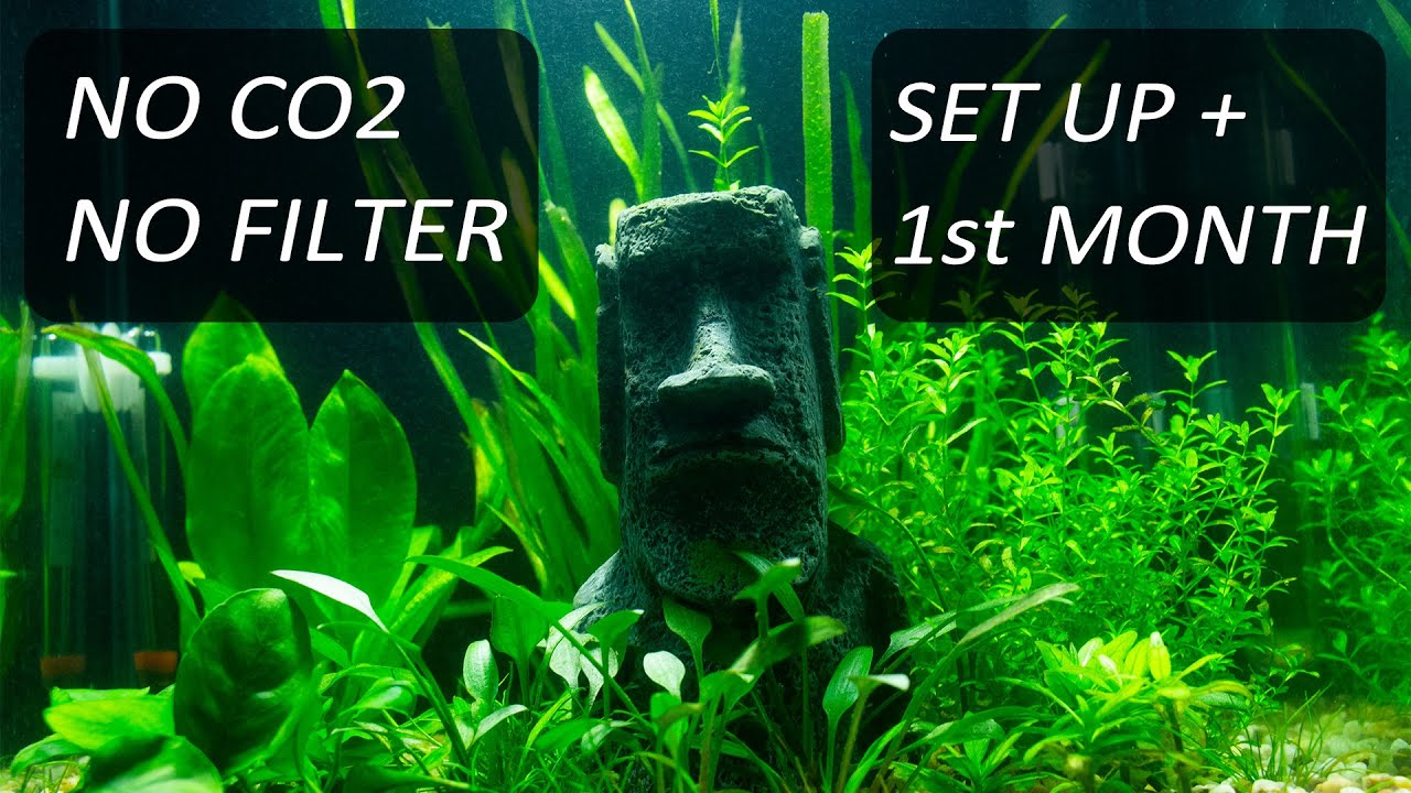 1st Month + Setup Planted Nano Tank [Walstad Method] No CO2, No Filter, No Ferts, Amano, Nerites