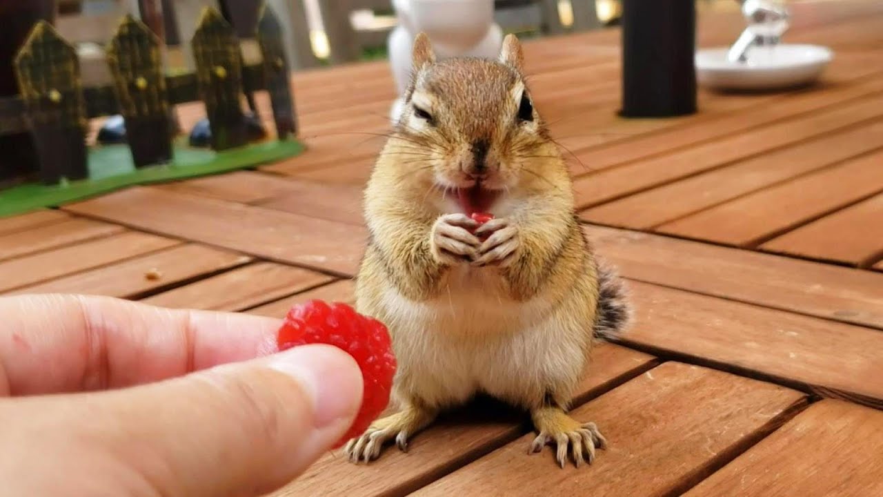 산딸기 조금씩 떼어 먹는 다람쥐 아람이 Chipmunk Aram Eats Tiny Little Pieces Of Raspberry
