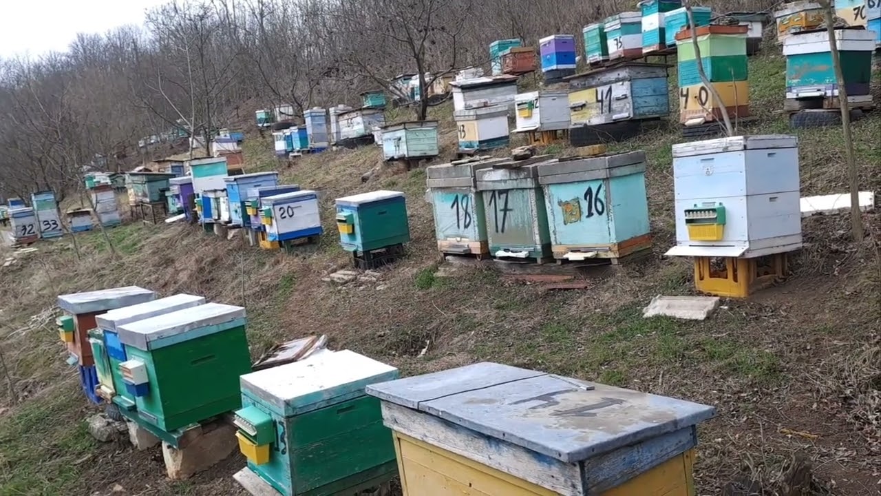 Чому так відбувається в нашій бджолярські сім'ї,...