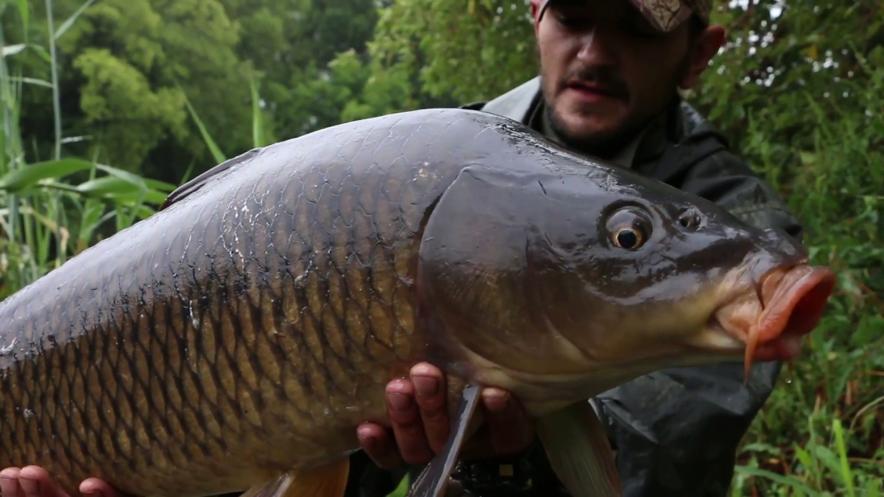 Croc River Carp - Karpioene 2018