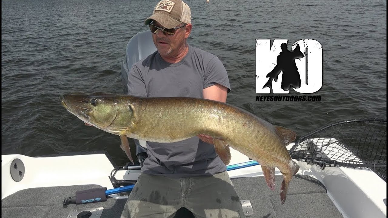 The PMTT Catches BIG Muskies in Madison, Wisconsin and Lake Miltona, Minnesota