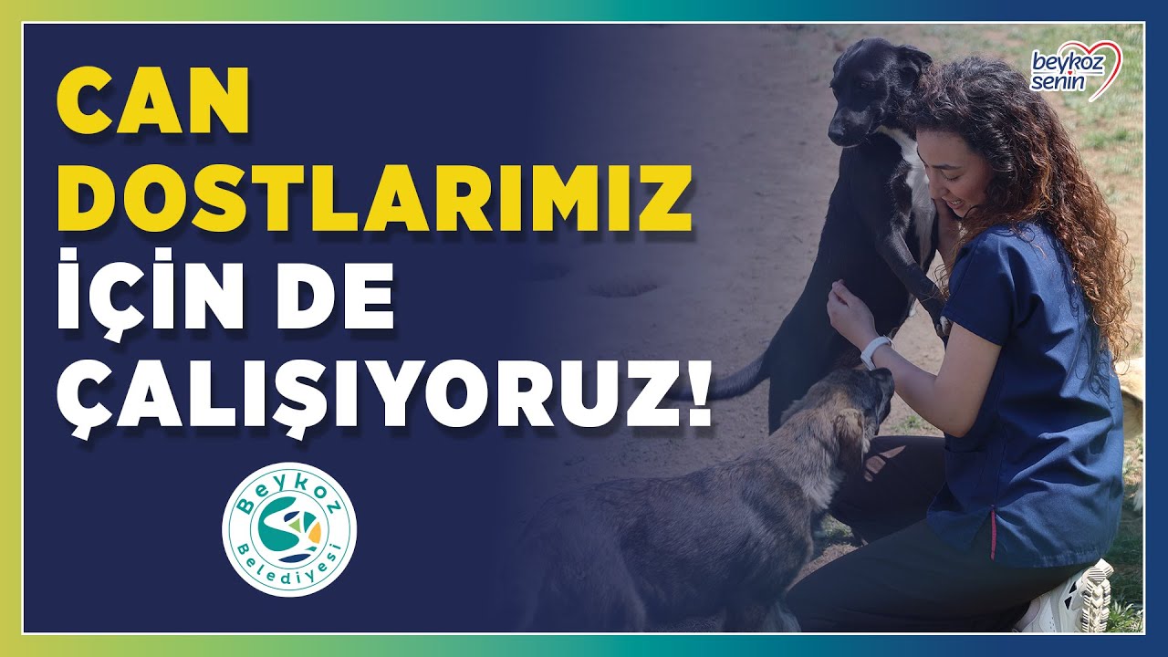 Beykoz Belediyesi Hayvan Rehabilitasyon Merkezi'nde can dostlarımız için çalışıyoruz!