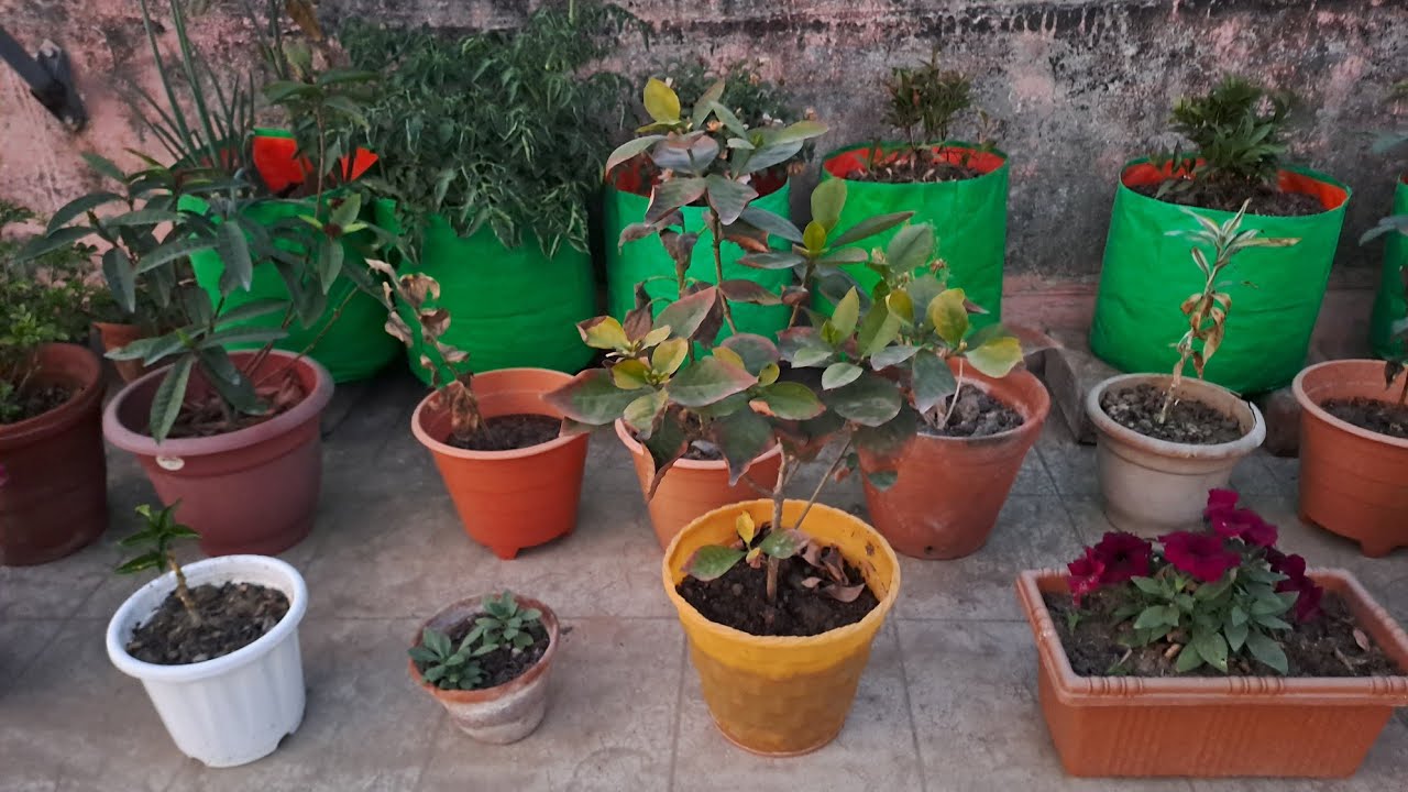 Our Garden Tour!!! #garden #gardening #farming #farmer #foryou #fypシ #plants #tour #mustwatch 