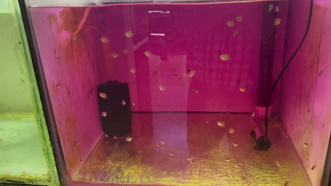 Uso de permanganato en crias de pez disco/ alimentación con artemia