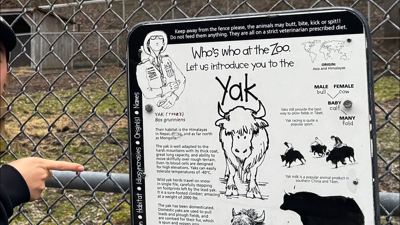 FIRST TIME SEEING A YAK 😱 |#tibetanvlogger #tibetan #fyp #explore #toronto #canada #food