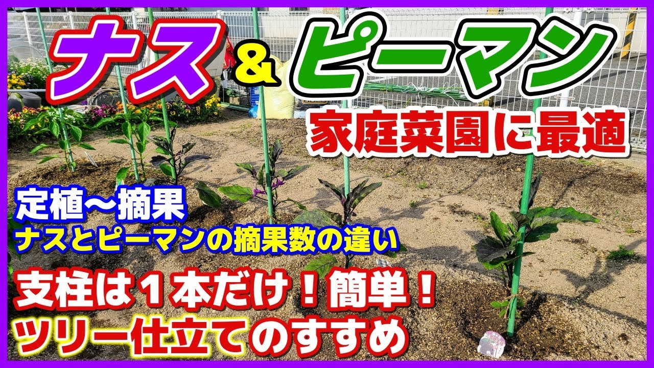 ナス&ピーマン　家庭菜園に最適なツリー仕立てをオススメする理由／ナスとピーマンの摘果数の違い／定植～摘果まで／黒陽／三豊ナス／庄屋大長／とんがりパワー