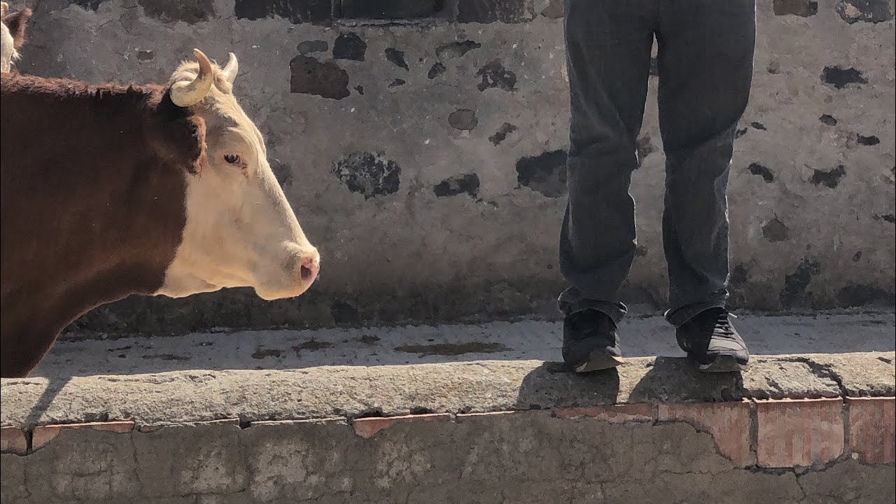 Kars Hayvan Pazarı