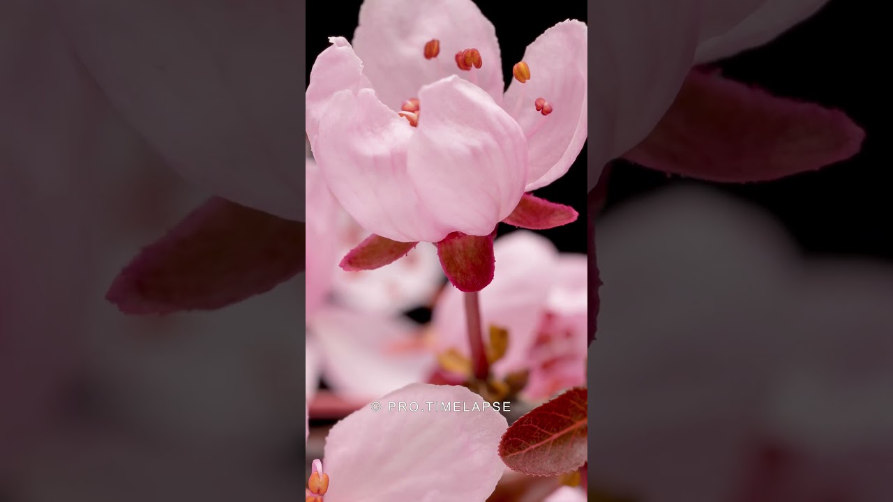 Cherry Blossom in Time Lapse #shorts