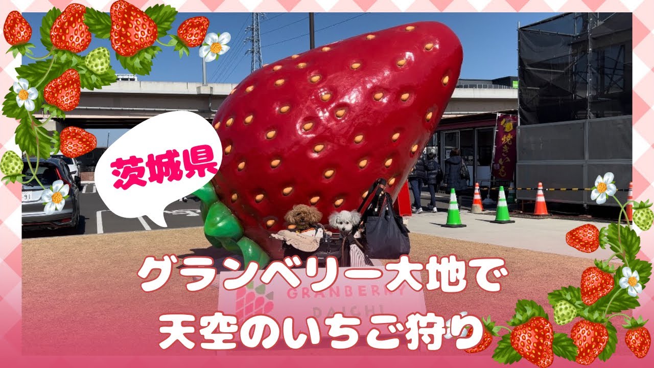 【茨城日帰り旅 前編】愛犬と行けるいちご狩り🍓グランベリー大地💕