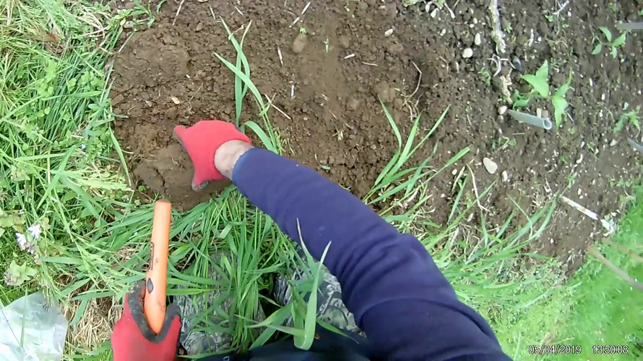 sessione Metaldetector GARRETT ACE 250 in Brianza terreno privato Maggio 2019