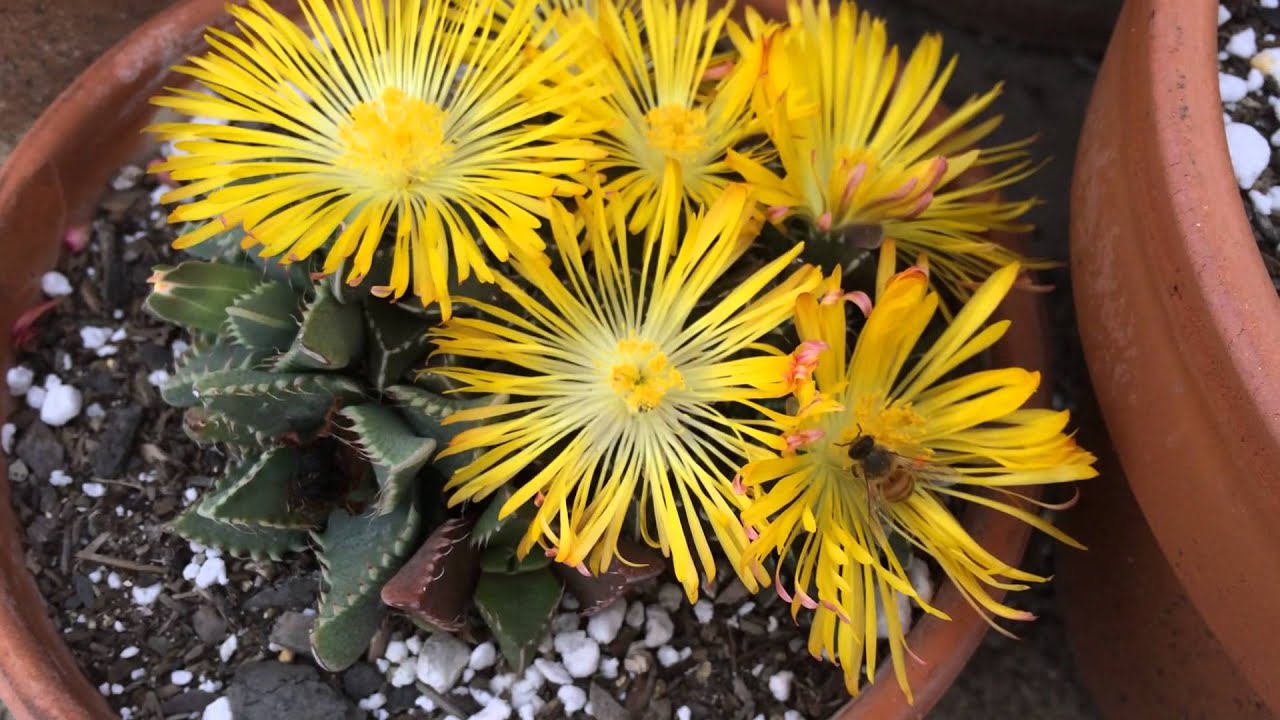 Bee and Faucaria