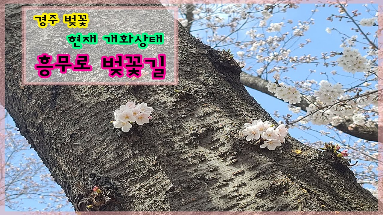 [4K] 경주 흥무로 벚꽃길 드라이브 겸 벚꽃 구경  