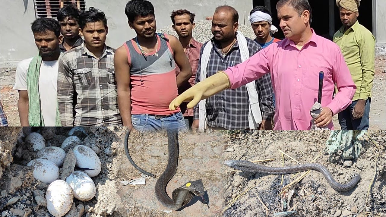 मणि वाली नागिन ने दियेअण्डे़,नागिन का ये रूप देखकर सब हैरान रह गये-स्नेकमैन सतीश(फफड़ाना)-9255130130