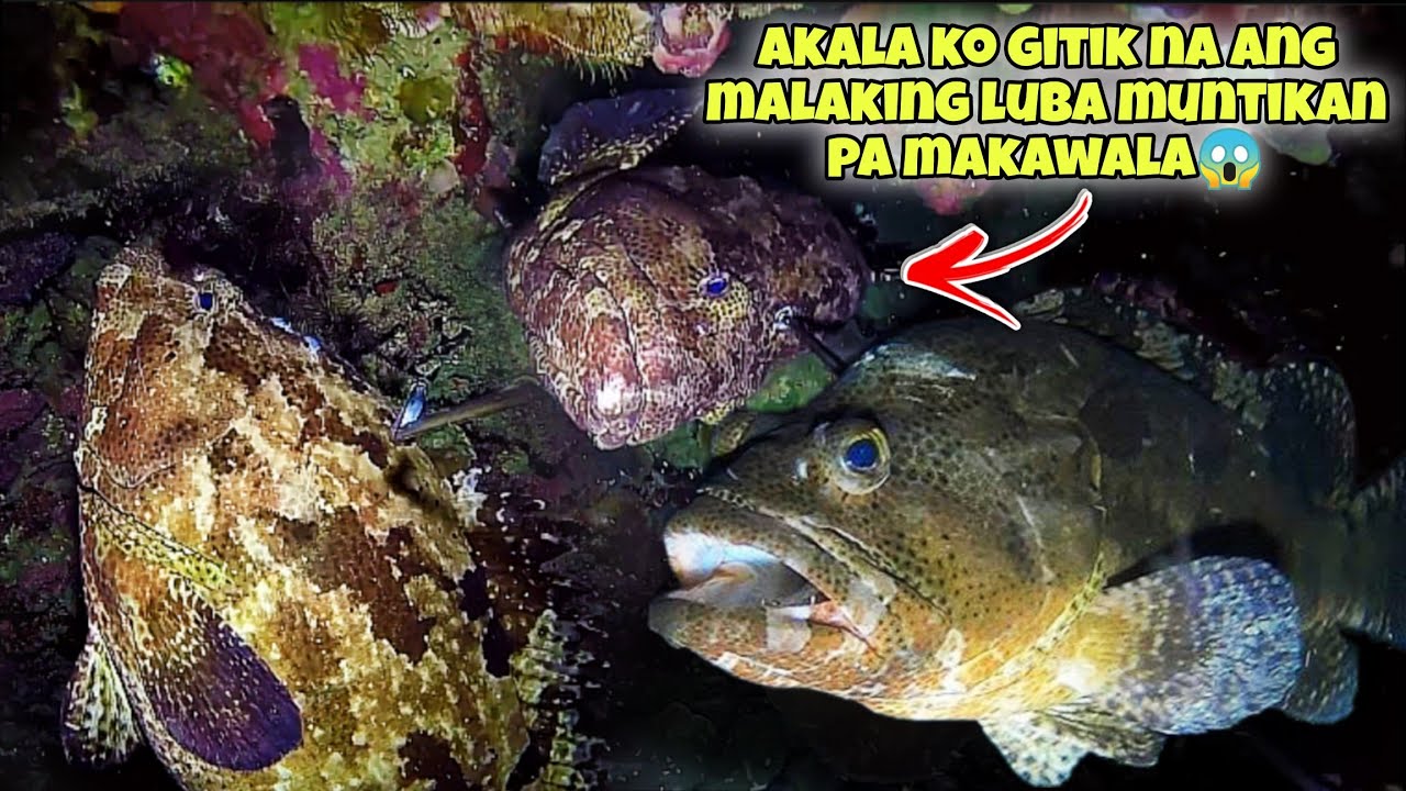 AKALA KO GITIK NA ANG MALAKING LUBA MUNTIKAN PA MAKAWALA😱 #fishing #seafood #fish #kapanatv #viral