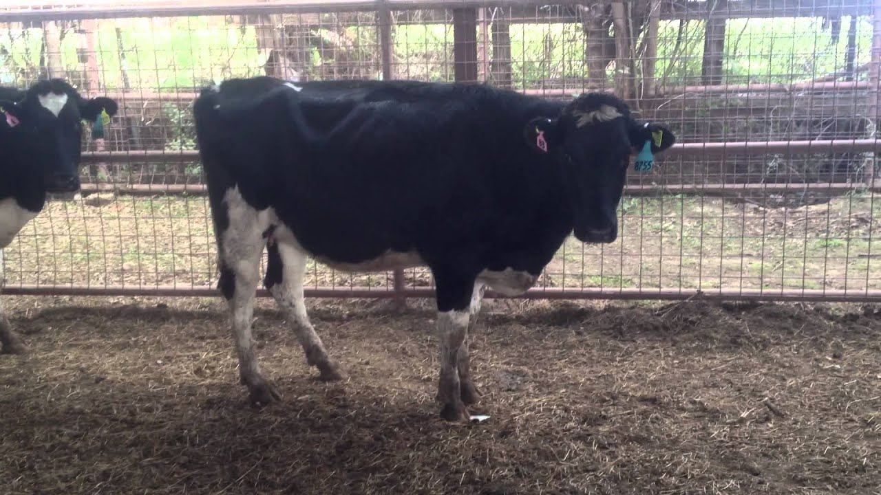 La cotera, ganado Holstein en Venta