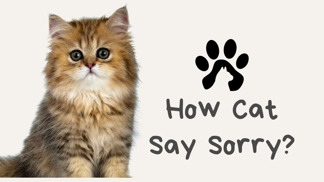 Is Your Cat Apologizing? How Do Cats Say Sorry?
