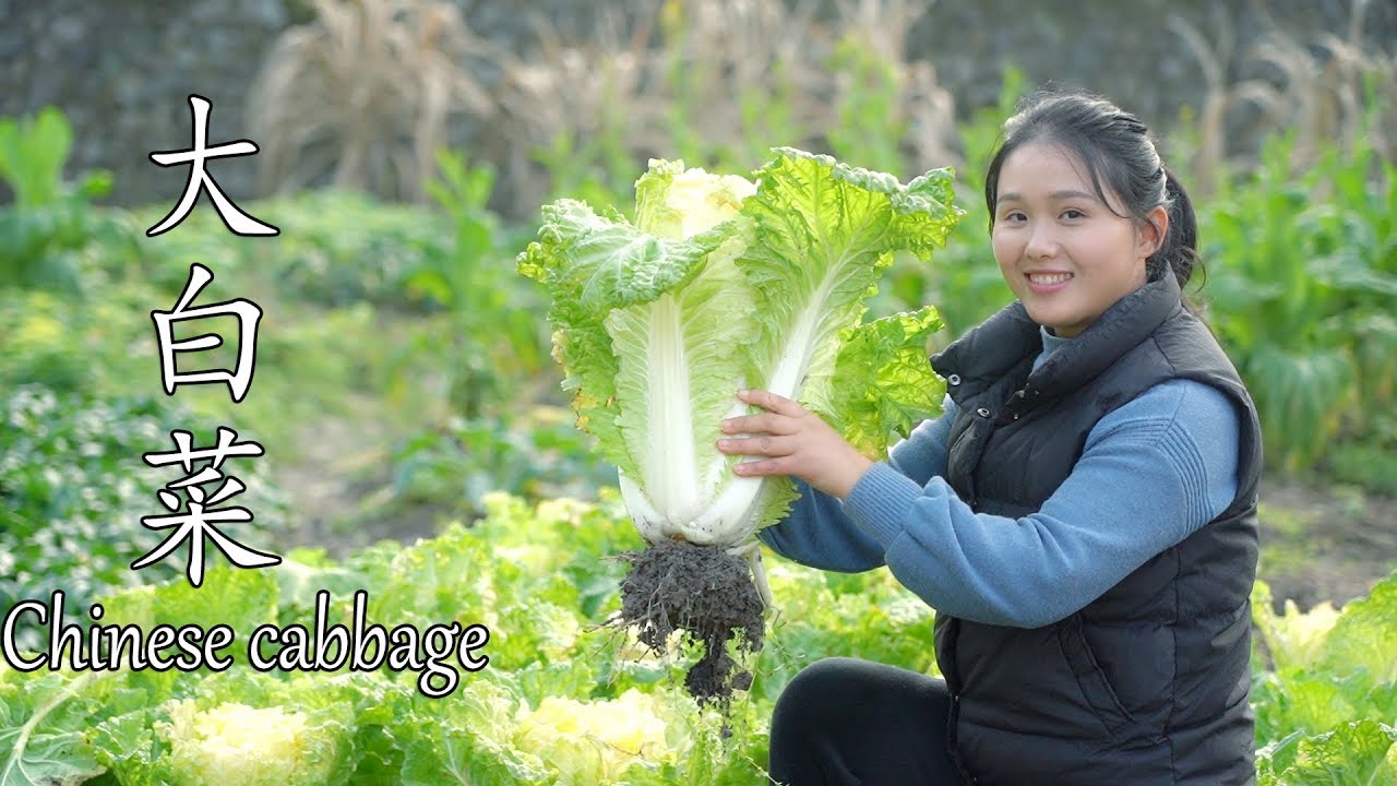 农田现摘一株大白菜，一次做两个菜，一餐吃不完