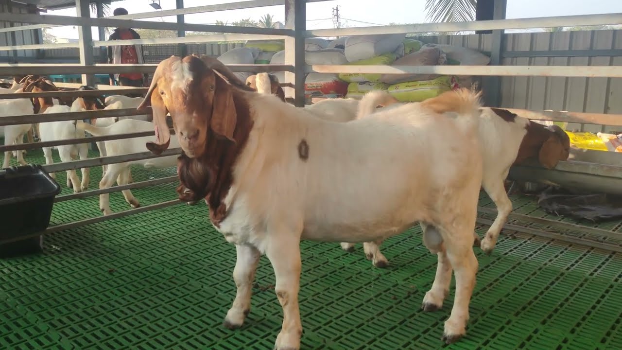 Gurukrupa Boer Goat Farm Sangli Maharashtra. #goatfarm #goats #farm #boergoat 