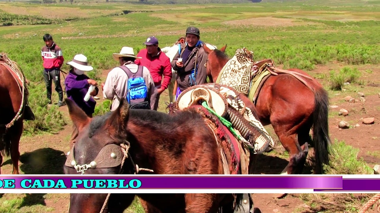 HERRANZA DESDE  EL CORAZON DE LARCAY ESTANCIA AZUL RUMY FAMILIA CARDENAS HUAMANI SECUENCIA VACA