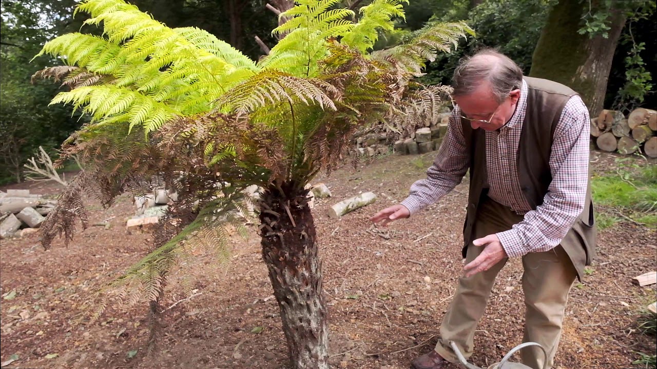 Watering a tree fern trunk - Burncoose Nurseries