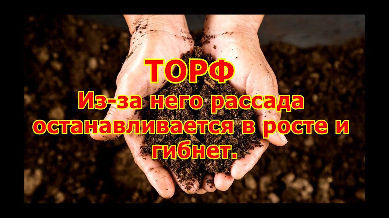 ТОРФ Из за него рассада останавливается в росте и гибнет