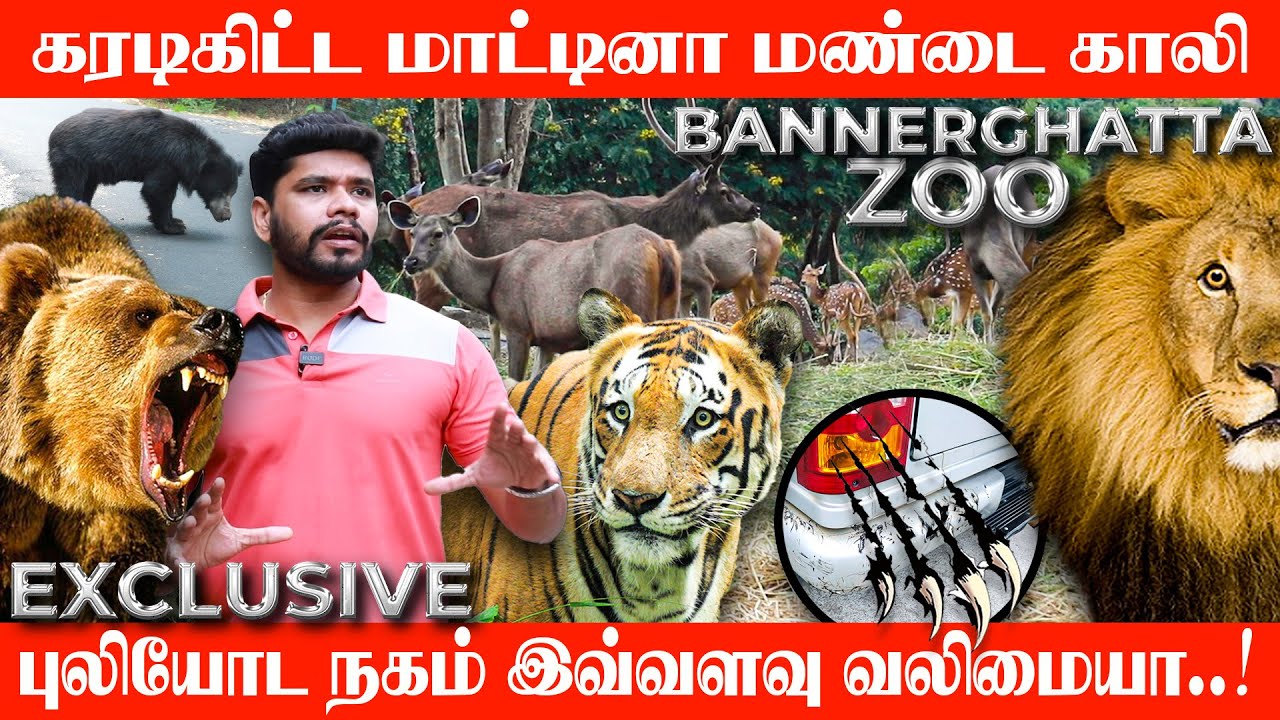வாகனத்தை வழிமறிக்கும் காட்டு விலங்குகள்!Bannerghatta national park thrilling moments| full detailed
