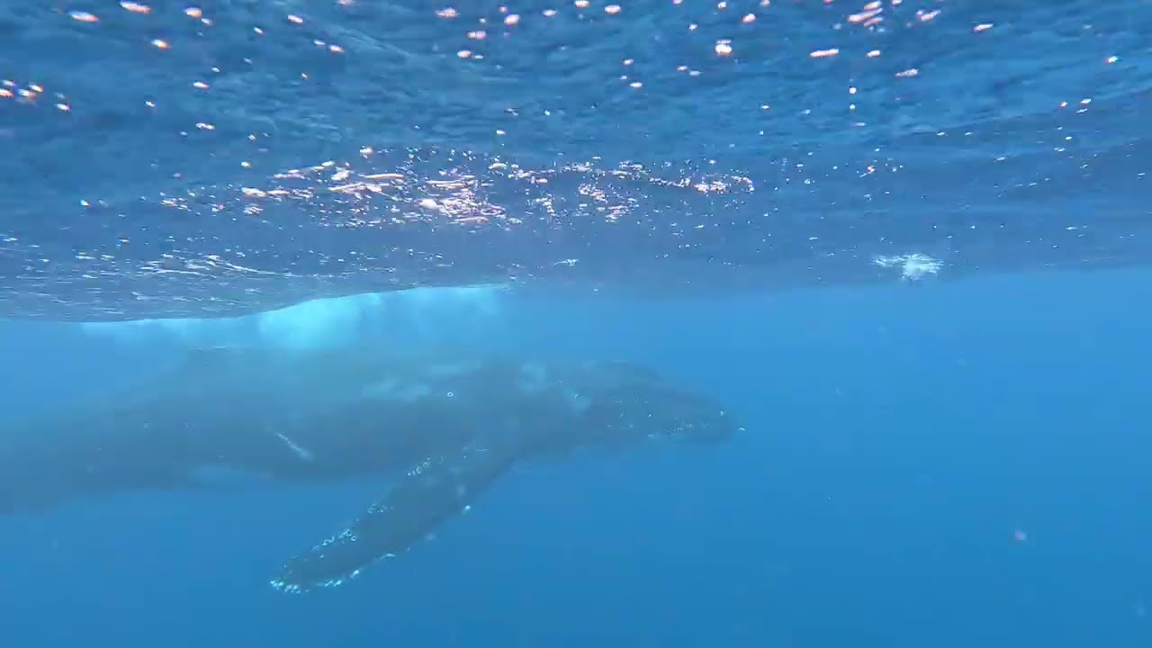 奄美大島ホエールスイム　一才児が。