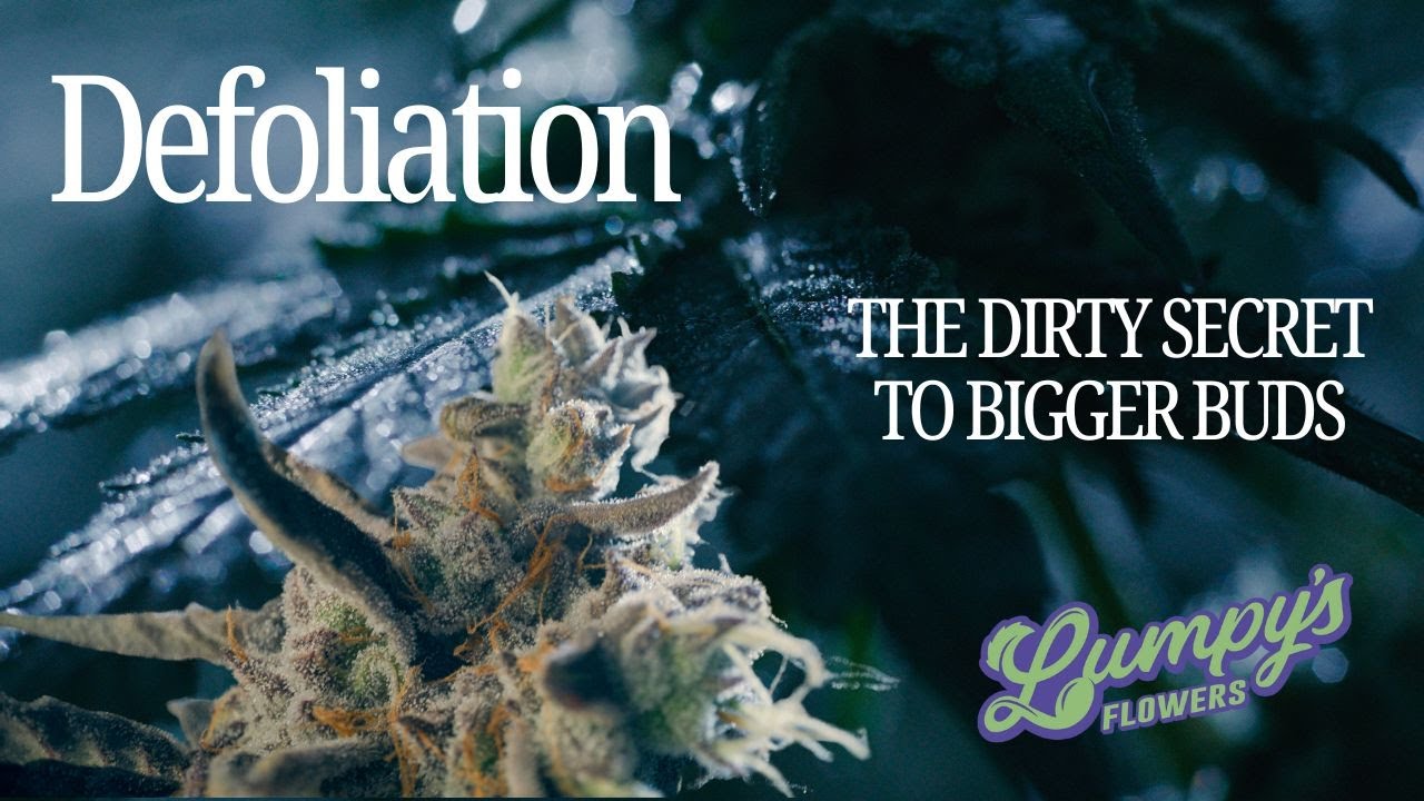 Defoliation - FULL Episode: 2 of Crafting Cannabis by Lumpy's Flowers
