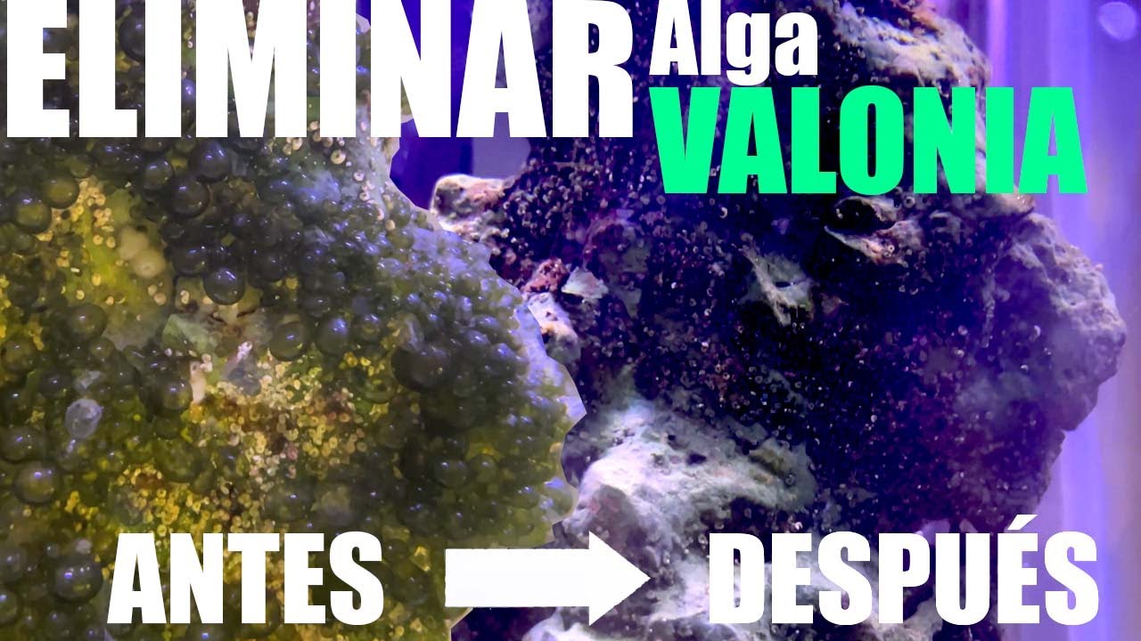 ELIMINAR ALGA VALONIA - Vibrant para luchar contra las algas (Antes y despu&eacute;s)
